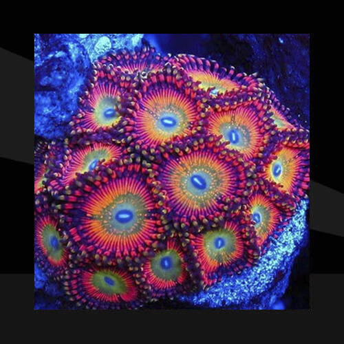 Los Corales Blandos