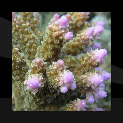Los Corales Duros (SPS)