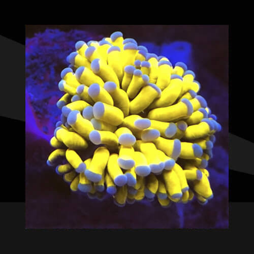 Los Corales Duros (LPS)