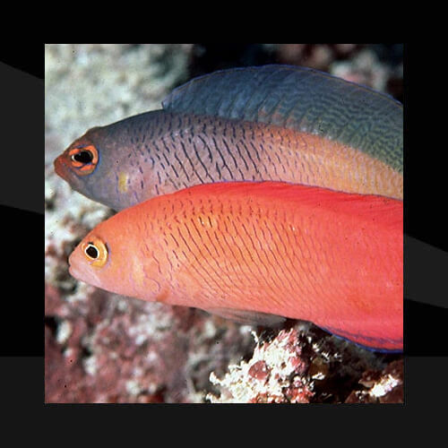Peces Marinos - Peces Pseudochromis
