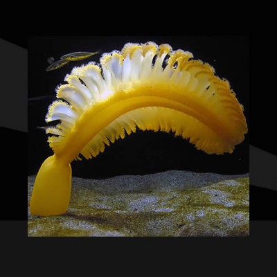 Ptilosarcus Gurneyi Alfaquarium